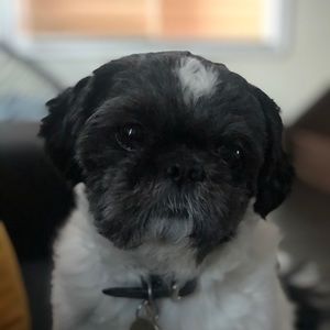 Meet your Posher, Lorenzo